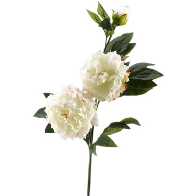 Tige de pivoine