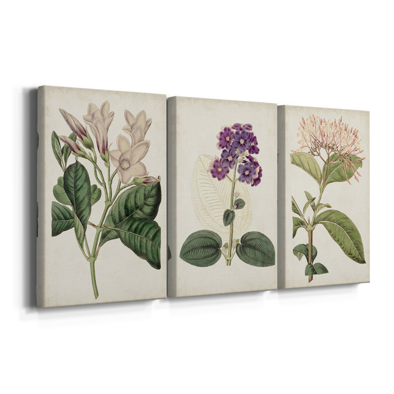 Collection Antique Botanical Antique - Toile tendue sur mesure - 3 pièces, H 60 po x l 120 po