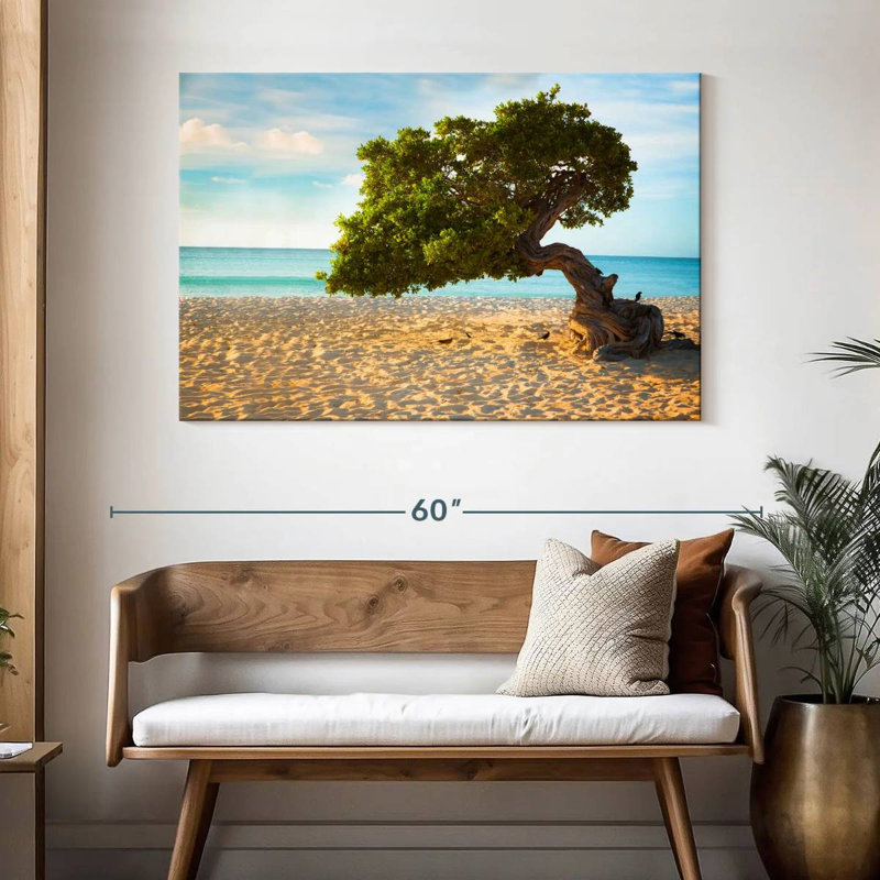 Arbre Gillard Divi-Divi à Aruba, H 32 po x l 48 po