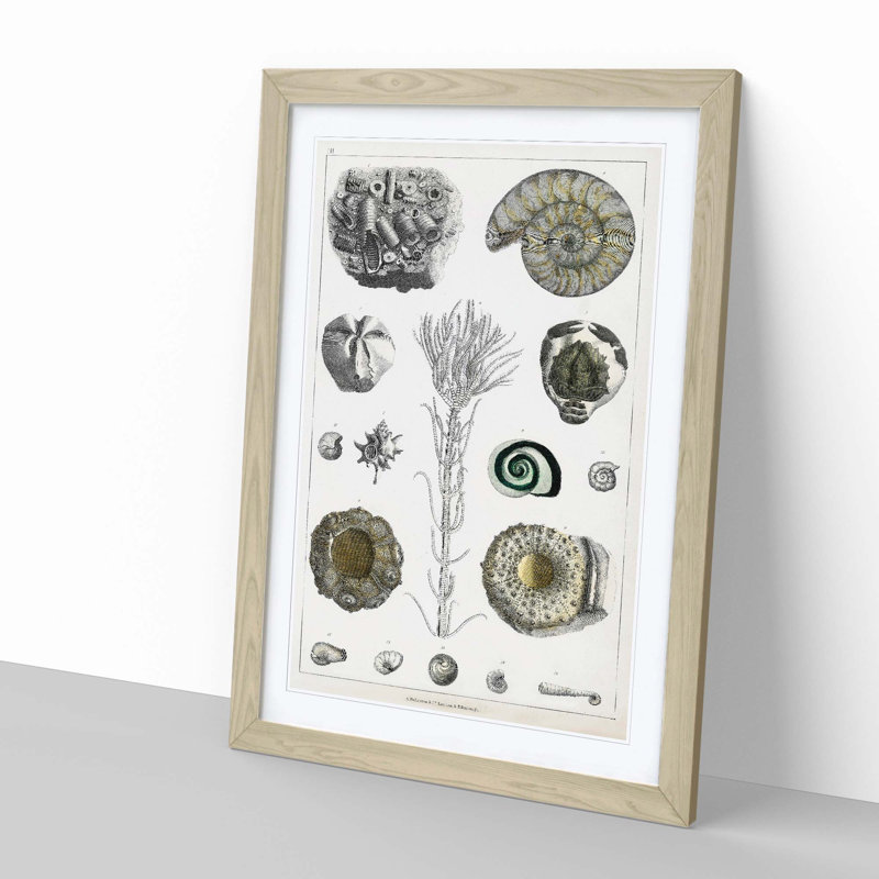 Collection of Fossils III by Oliver Goldsmith - Picture Frame Painting on MDF, Oak Framed, 36cm H x 27cm W x 2cm D