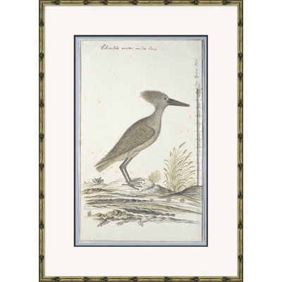 Bird Drawings, Circa 1777 Giclee Print by Robert J. Gordon