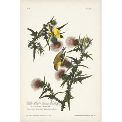 Pl. 33 pinson doré américain