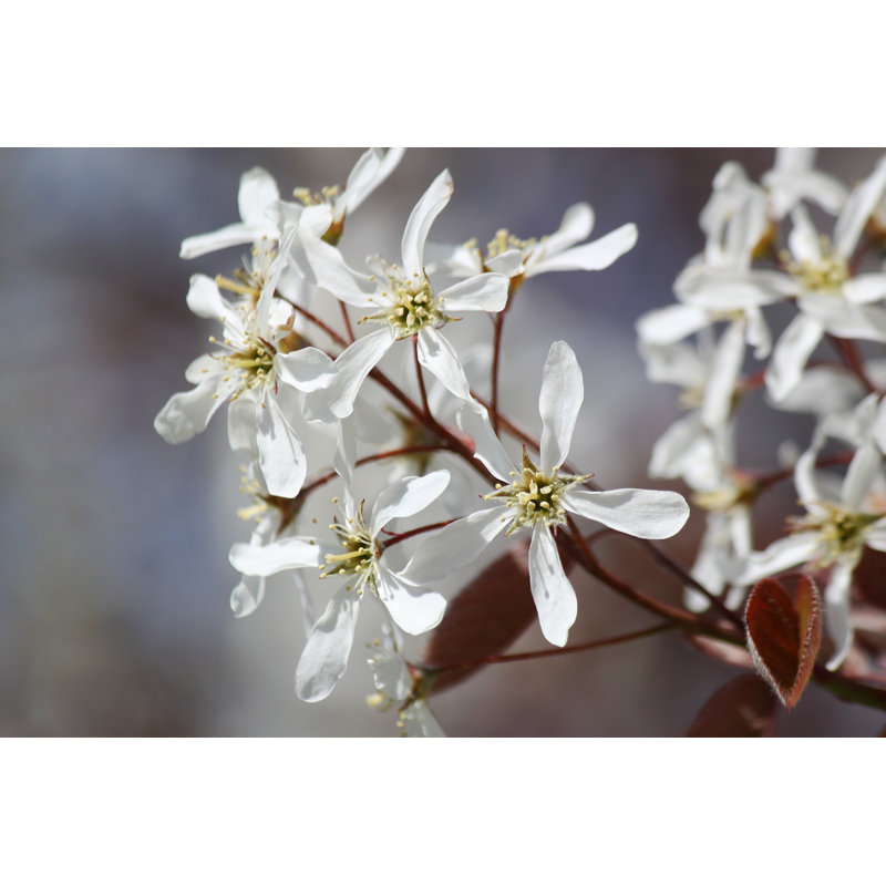 White Spring Flowers. 1 Piece Wrapped Canvas Wall Art, 20cm H x 30cm W
