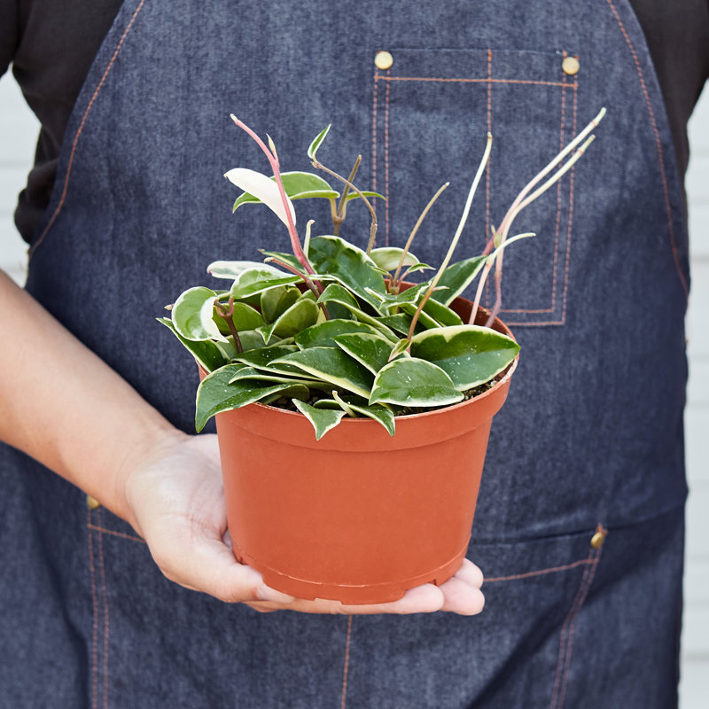 Hoya Carnosa Tricolor 6" Pot Indoor/Outdoor Plant