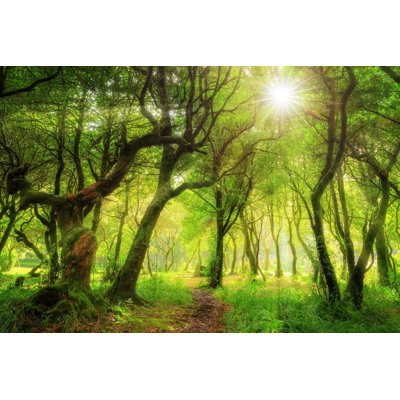 Laurissilva Forest Wood - Photographie sur toile tendue