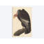 « californian vulture », impression sur toile-28626352-72442249-72442244