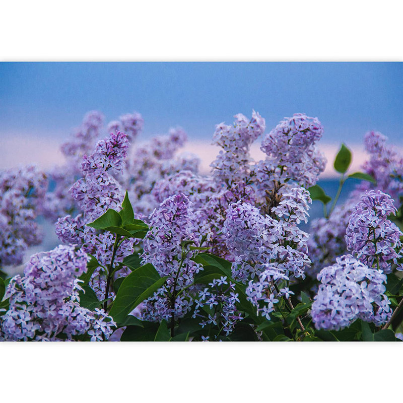 Coucher de soleil, ciel pastel, fleurs mauves, L 100 po x l 144 po