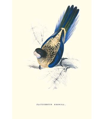 Brown's Parakeet Platycercus Venustus' by Edward Lear Graphic Art -  Buyenlarge, 0-587-28669-5C2436