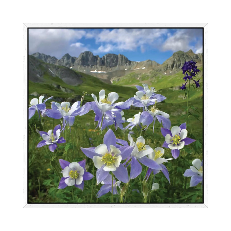 Colourado Blue Columbine Meadow At American Basin, Colourado by Tim Fitzharris - Print on Canvas, 66.04 cm H x 66.04 cm W