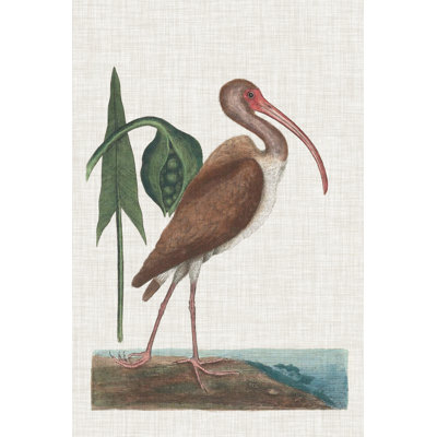 Catesby Heron V by Mark Catesby - Wrapped Canvas Painting