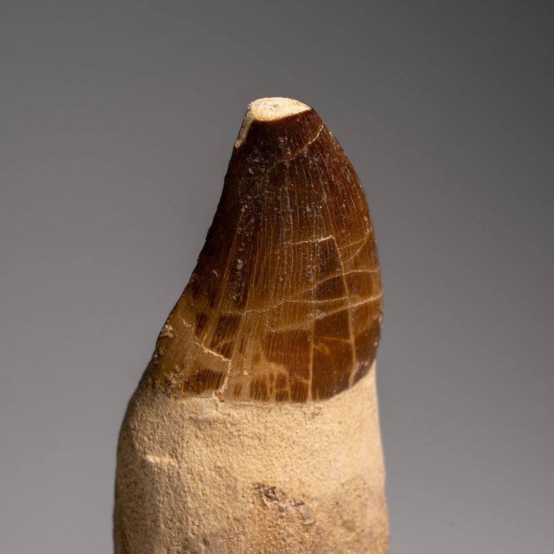 Genuine Mosasaur Tooth With Root (170.6 Grams)