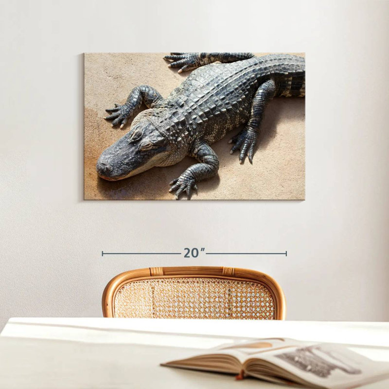 Crowle Alligator, 16" H x 24" W