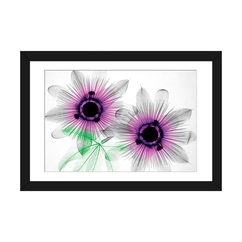 «Passion Flowers», impression sur toile, H 16 po x l 24 po x P 1 po, Papier avec cadre noir, Blanc