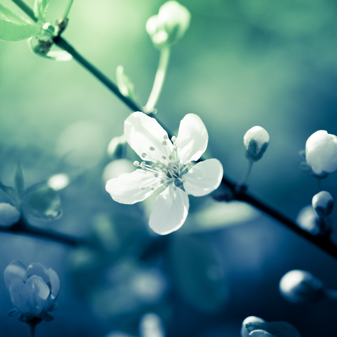 Nahaufnahme einer weißen Kirschblütenblüte - Druck