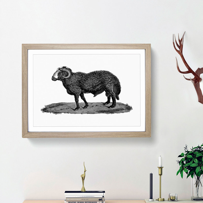 Sheep Illustration - Picture Frame Drawing Print, Oak Framed, 48cm H x 65cm W x 2cm D