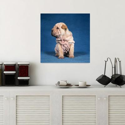 1990S Chinese Shar Pei Puppy Dog Sitting Classic Retro Vintage Dog Wall Art