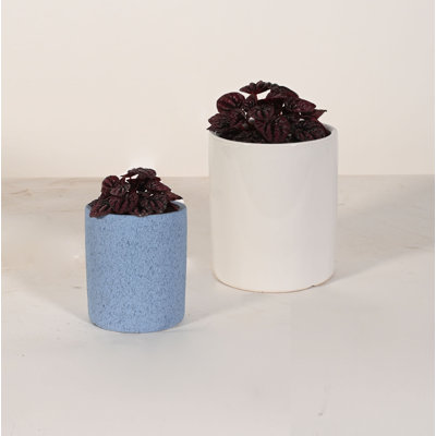 Upshining Live Foliage Plant in Ceramic Pot