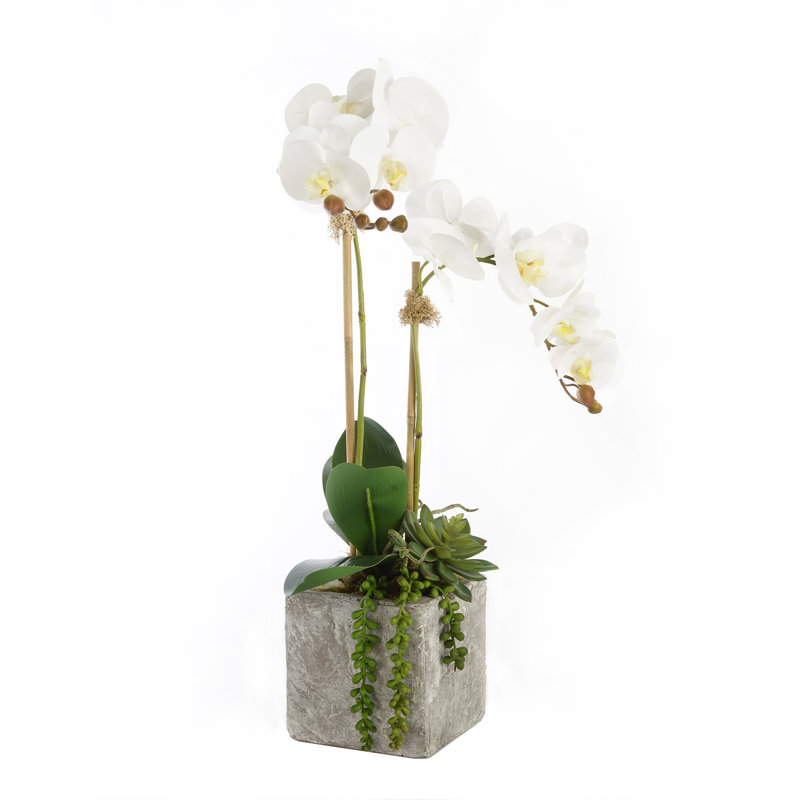 Orchid Arrangement in Pot