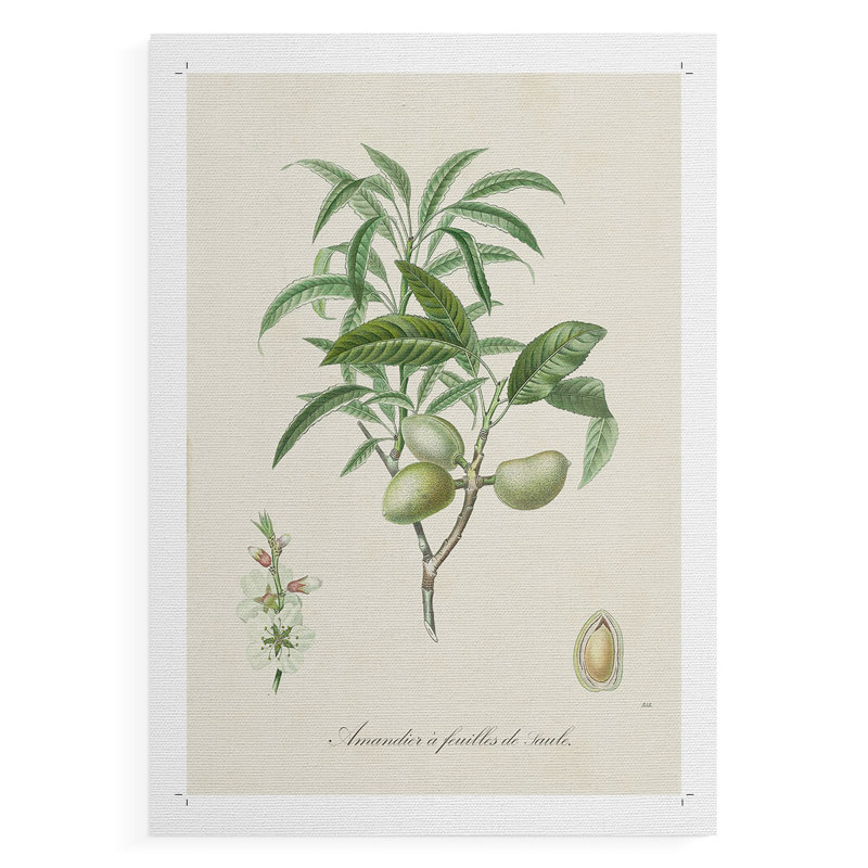 Antique amande botanique II - reproduction de toile seulement - non encadrée, H 18 po x l 12 po