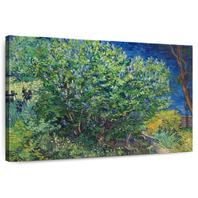 Harnek lilas Bush