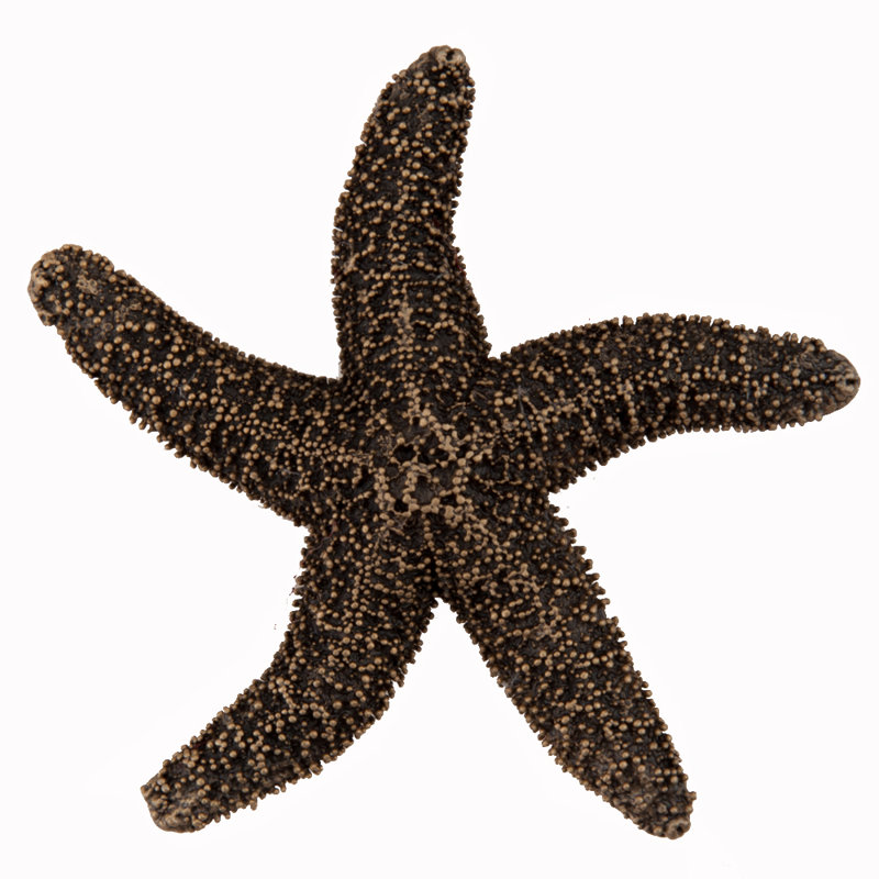 Poignée d'armoire Natural Starfish, Or musée