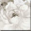 «Light Grey Flowers I» par Lanie Loreth, reproduction sur toile-31936780-31475490