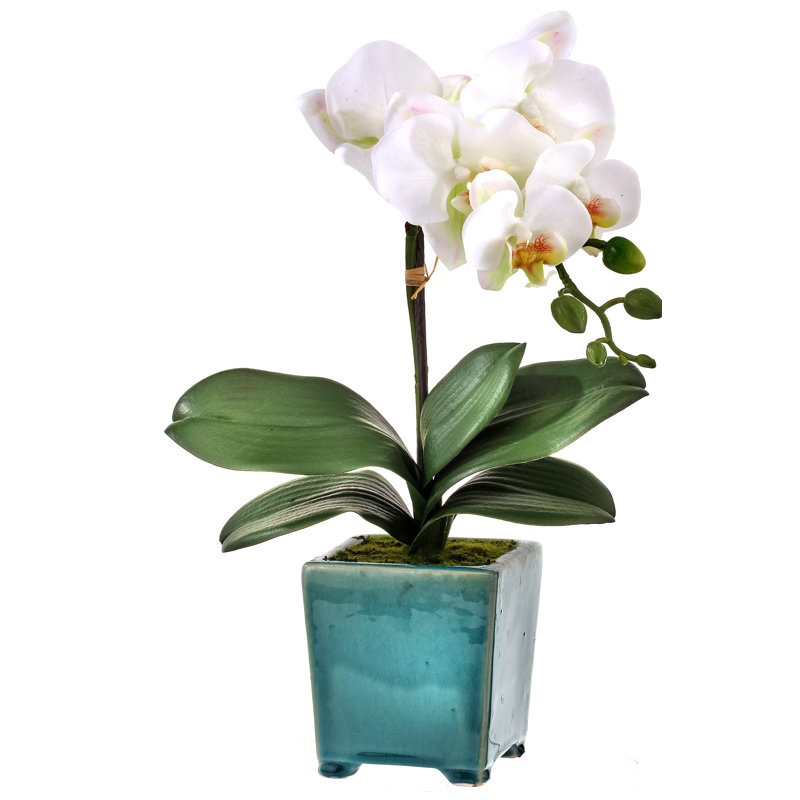 Arrangement floral sur fond d'orchidées phalaopsis en pot, Blanc