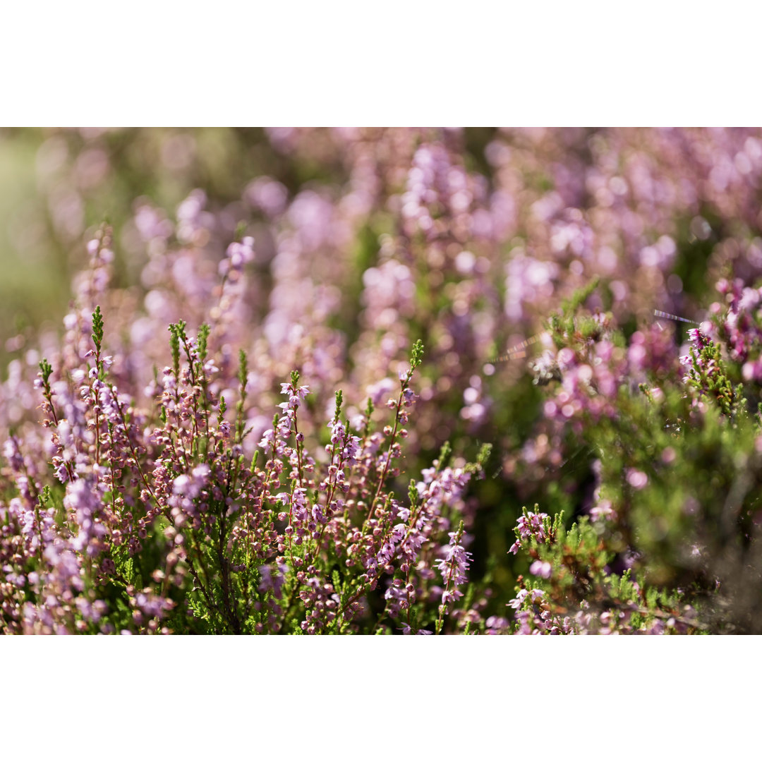 Heather Plant von Kristina Sandin - Leinwandbild