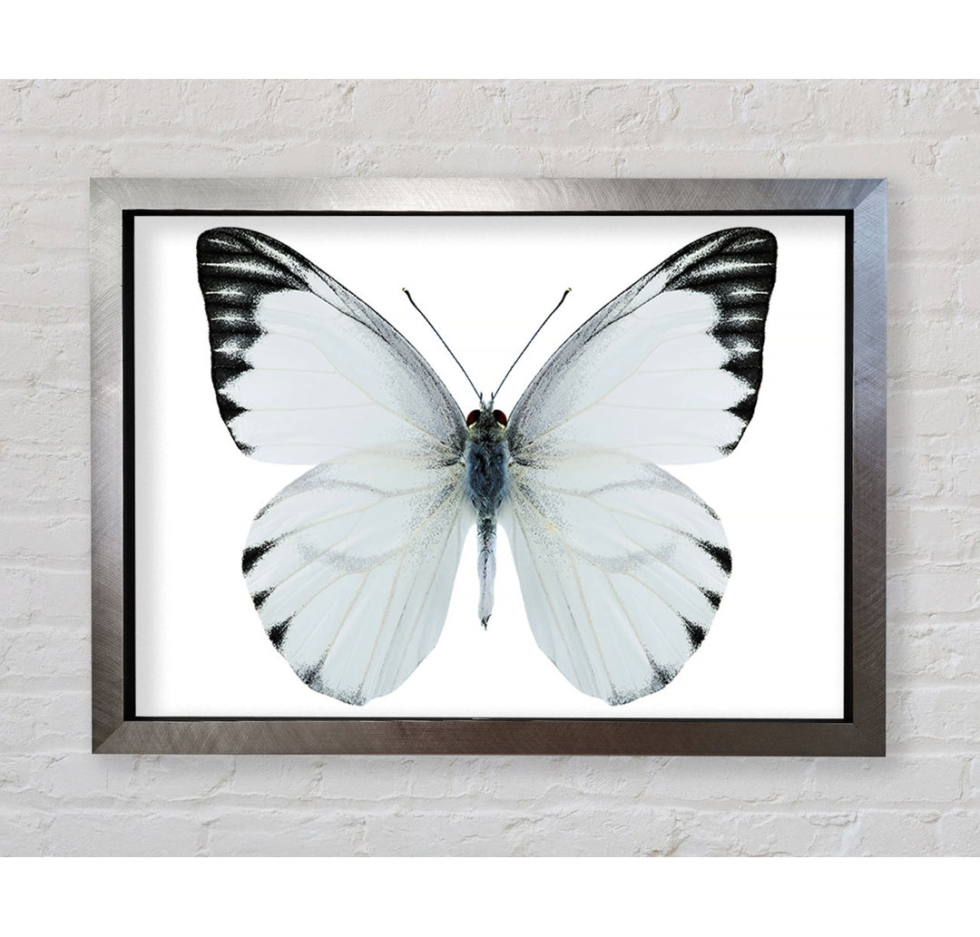 Black Tipped Butterfly Wings - Einzelner Bilderrahmen Kunstdrucke