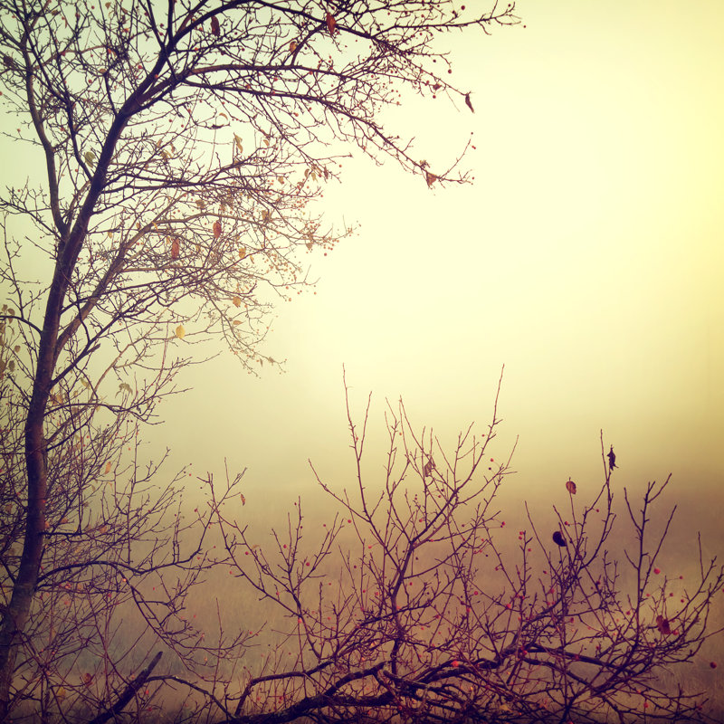 Nature - Photographie sur toile tendue, L 12 po x H 12 po