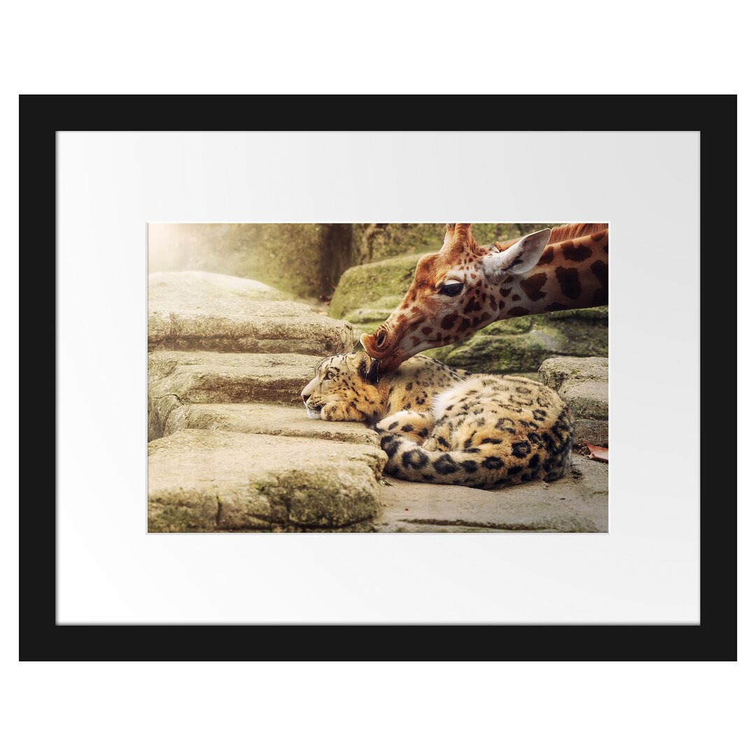 Gerahmtes Poster Leopard und Giraffe