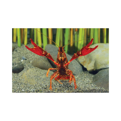 Louisiana Crayfish In Defensive Posture, Shiga, Japan by Shigeki Iimura - Wrapped Canvas Gallery-Wrapped Canvas Giclée