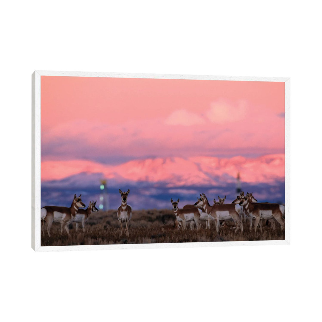 A Herd Of Pronghorns Graze Near Gas Drilling Rigs Sunset Near Pinedale, Wyoming von Joel Sartore - Gallery-Wrapped Canva...