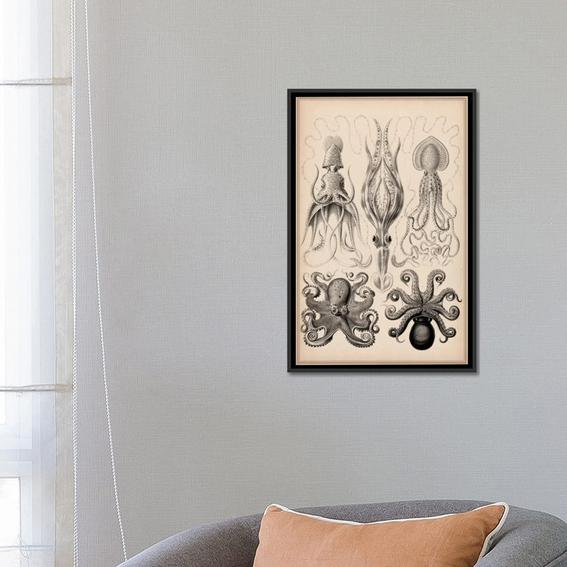 Cephalopod (gamochonia), impression sur toile, H 24 po x l 16 po x P 1 po, Papier avec cadre noir, Blanc