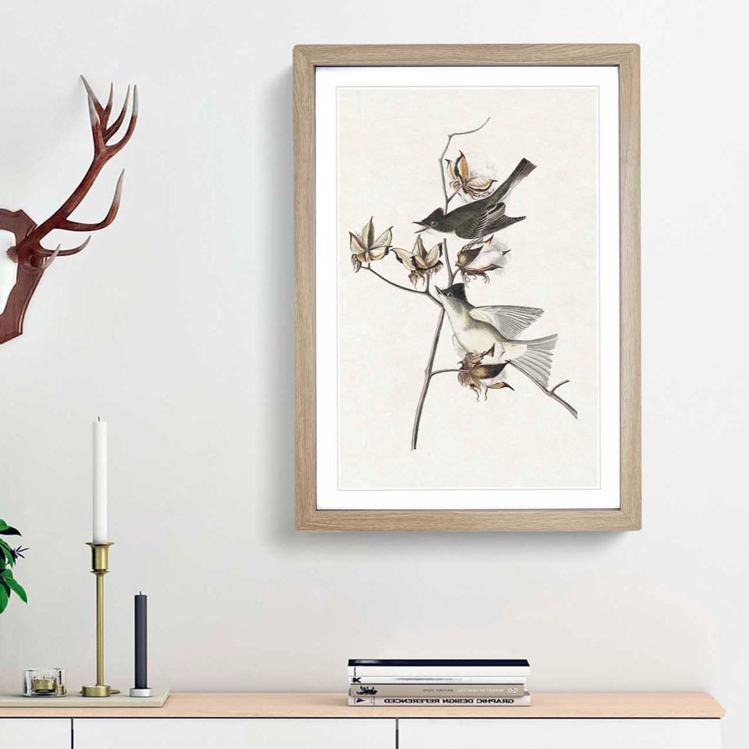 Pewit Flycatcher Birds by John James Audubon - Picture Frame Painting Print