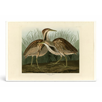 Butor américain, plaque CC XXXVII (1834) - art mural sur toile paysage