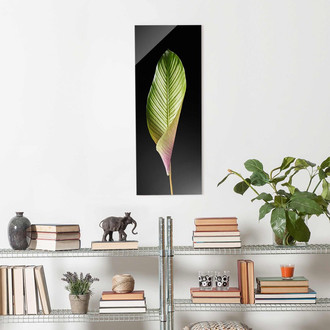 Glasbild Calathea Ornata Blatt auf Schwarz 3