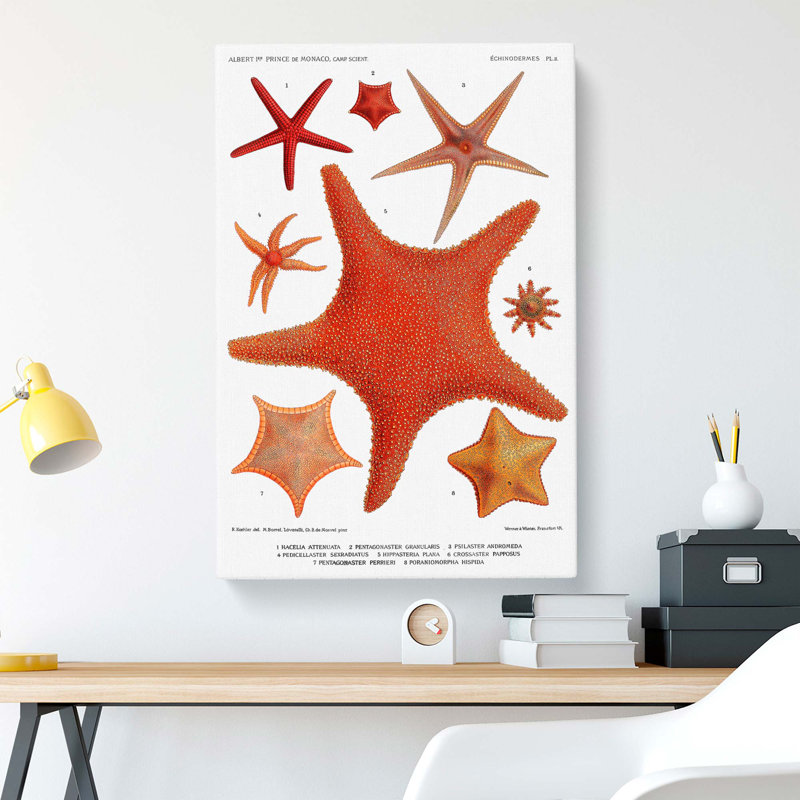 Assortment Of Starfish by Albert I - Wrapped Canvas Painting, 76cm H x 50cm W x 3cm D