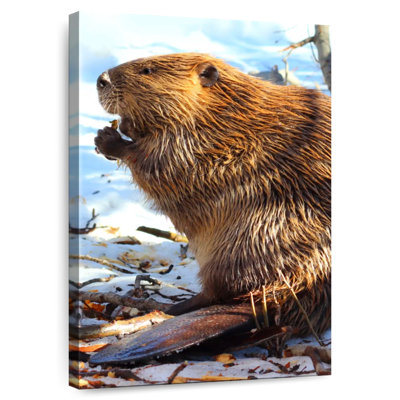 Brampt Beaver In Winter