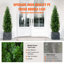 152.4cm Plant