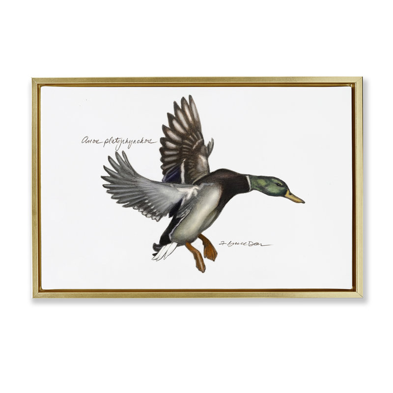 Toile flottante encadrée canard colvert volant par Jadei, H 21 po x l 31 po, Cadre flottant métallique doré