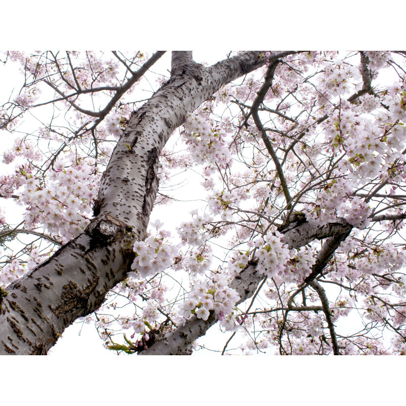 Seattle Cherry Blossoms Print by Catherine Johns, Wrapped Canvas, 24" H x 32" W