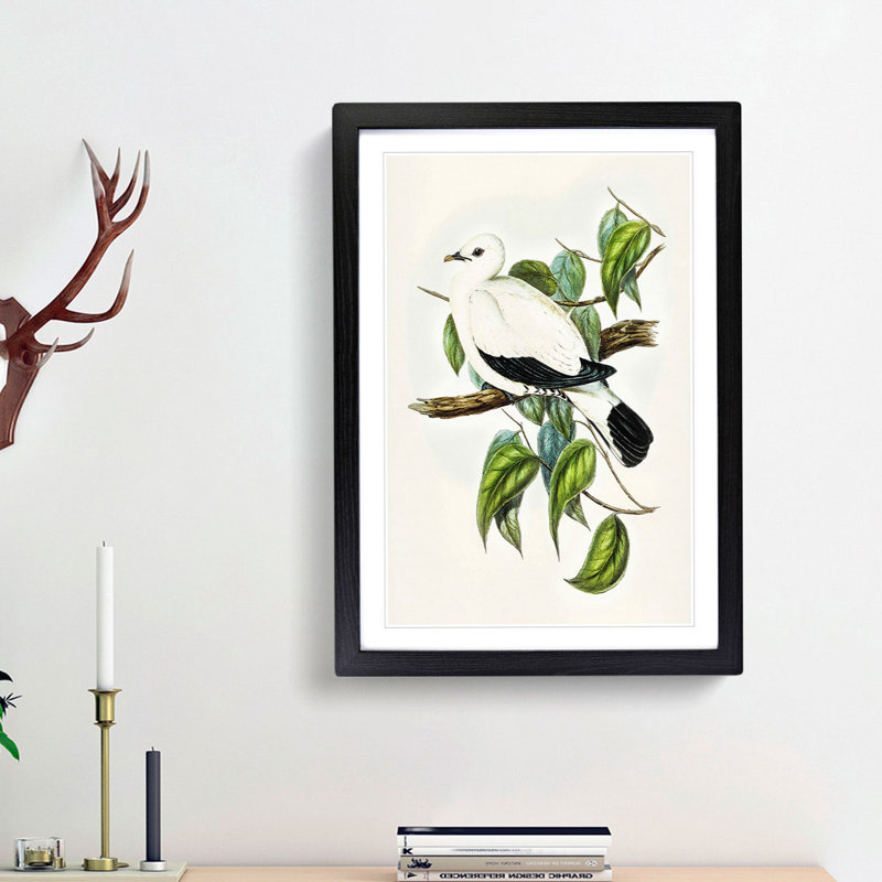 Torres Strait Fruit Pigeon by Elizabeth Gould - Picture Frame Painting Print, 48cm H x 36cm W x 2cm D, Black Framed