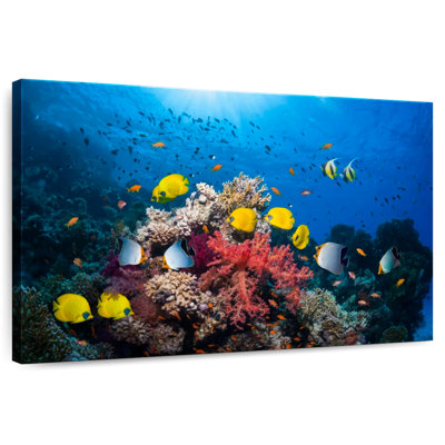 Brampt Underwater Red Sea Life