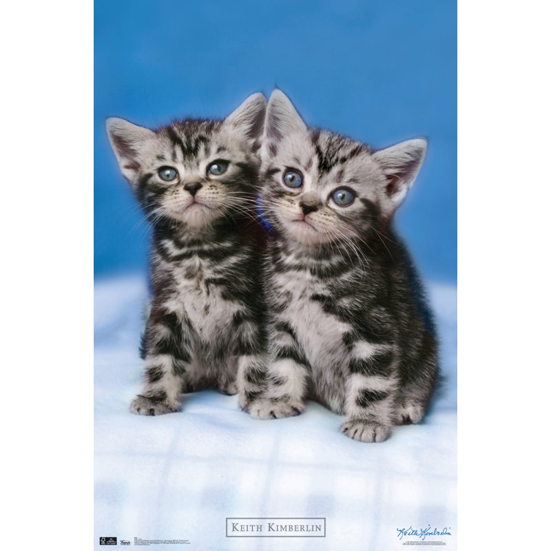 Impression sur papier chat-palmiers