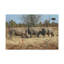 Rhinoceros Group Rhinoceros