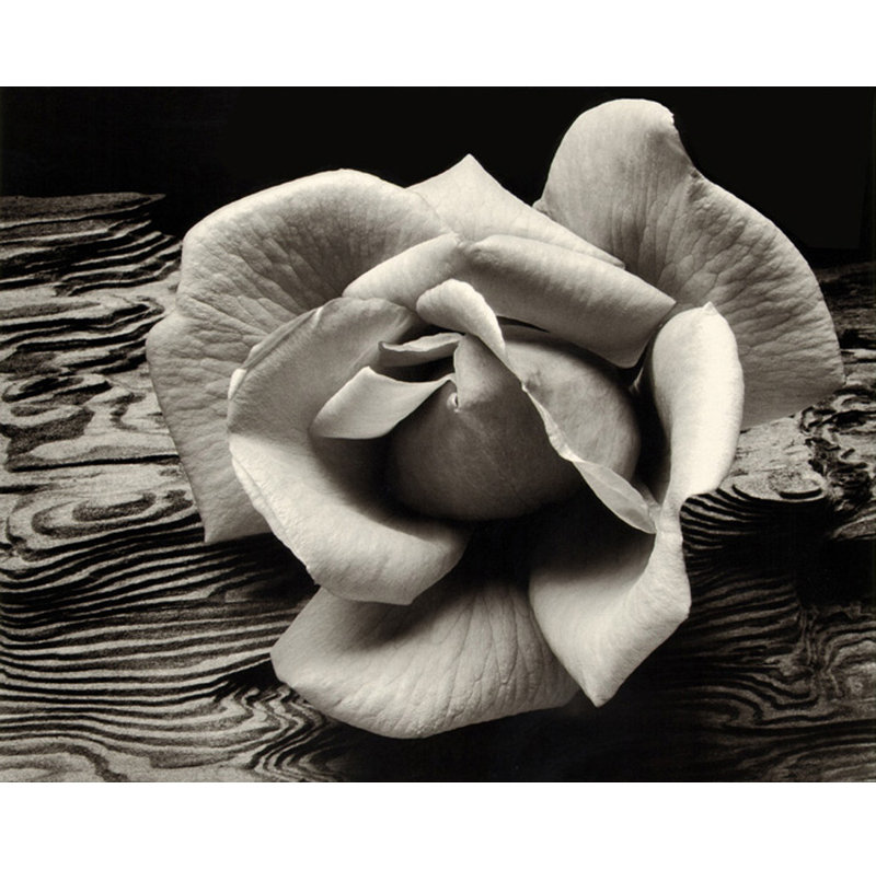 Rose et bois flottant IMA-A111