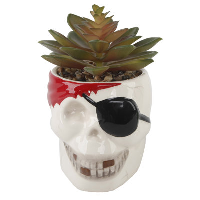 Succulent plante de bureau en pot