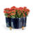 Quatrefoil Pot Planter-59847533
