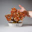 Genuine Carnelian Gemstone Bonsai Tree in Oval Ceramic Pot (8")